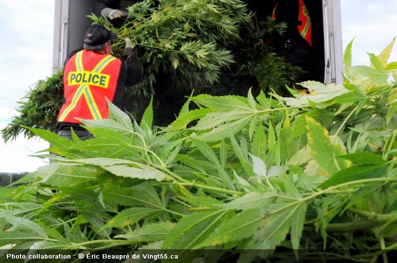 Cannabis OP SQ Cr Proto Eric Beaupre Vingt55 14 1024x680