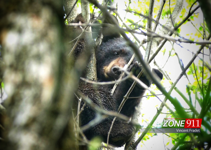 Ours en ville dans un arbre